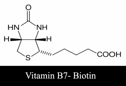 Biotin : Vitamin B7